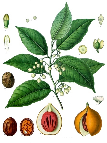 File:Myristica fragrans - Köhler–s Medizinal-Pflanzen-097.jpg