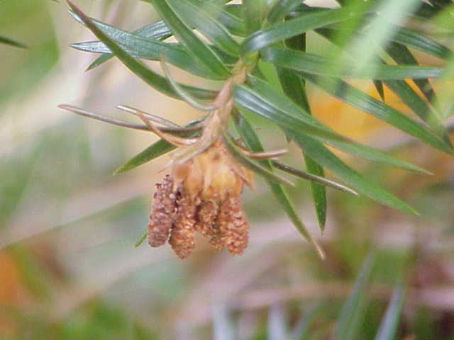 File:Cunninghamia lanceolata0.jpg