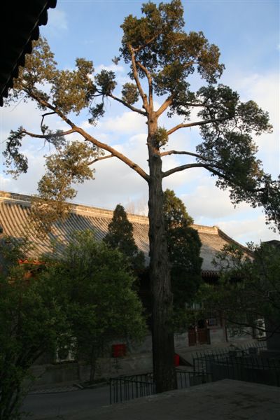 File:Cypress tree in Bai Lin Temple.jpg
