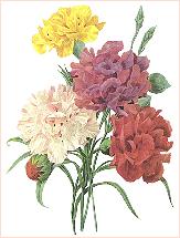 File:Carnations redoute.JPG