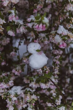 花中的雪人.jpg