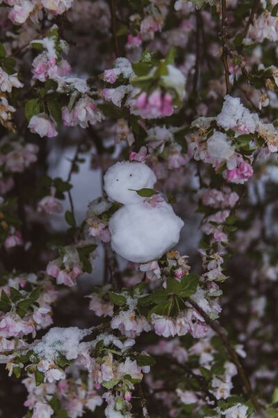 File:花中的雪人.jpg