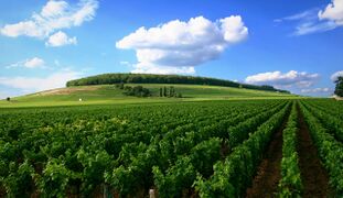勃艮第尼伊丘產區的葡萄園