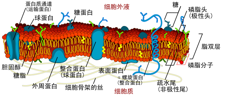 File:Cell membrane detailed diagram zh.svg