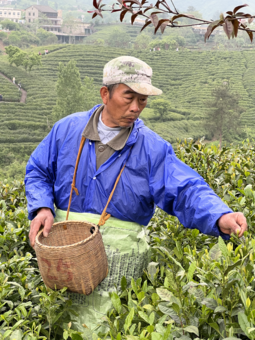 2022年4月，一名河南信陽茶山的採茶人