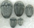 三叶虫在这期间很常见，图中为爱尔纳虫属的化石