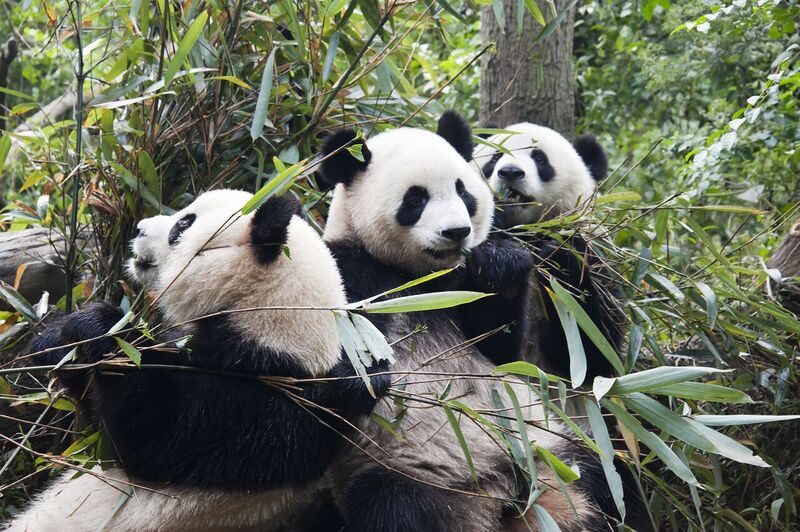 File:1 panda trio sichuan china 2011.jpg