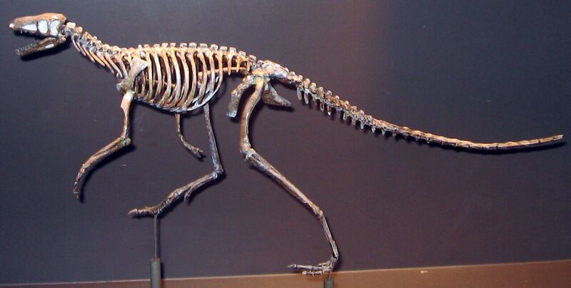 File:Marasuchus.JPG