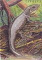 原水蝎螈，属于并椎目西洛仙蜥