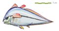 Allenypterus复原图，属于腔棘鱼纲