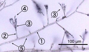 Monochrome micrograph showing Penicillium hyphae as long, transparent, tube-like structures a few micrometres across. Conidiophores branch out laterally from the hyphae, terminating in bundles of phialides on which spherical condidiophores are arranged like beads on a string. Septa are faintly visible as dark lines crossing the hyphae.