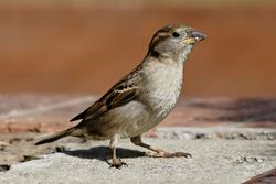 一只胸腹部为白色，翅膀和头有纹路的小鸟，站在水泥上