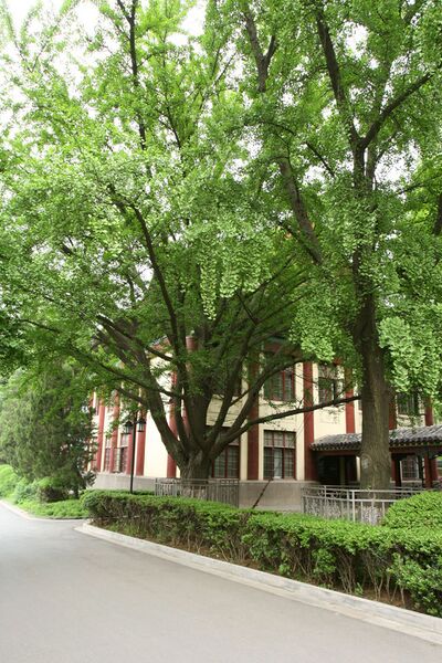 File:NanjingNormalUniversity tree1.jpg