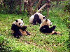 成都大熊猫繁育研究基地内的大熊猫