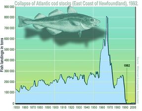 大西洋鳕鱼产量急速降低