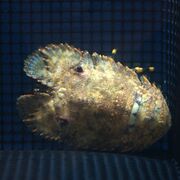 日本岩礁扇蝦