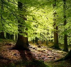 Beech Forest – Grib Skov, Denmark