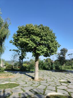 西安植物園（曲江新園）的七葉樹