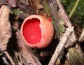 澳洲红盘菌