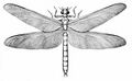 石炭纪晚期的巨脉蜻蜓翼展可达75厘米