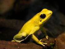 金色箭毒蛙（Phyllobates terribilis）可能是毒性最强的两栖动物，皮肤上布满了高浓度剧毒蛙毒素。[15]