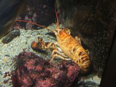 美洲螯龙虾的黄色变异种
