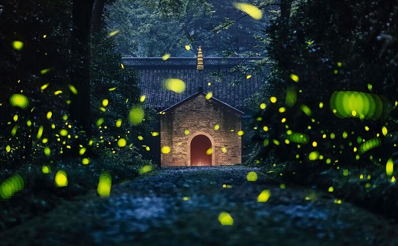 File:Fireflies at Linggu Temple, 20160627.jpg