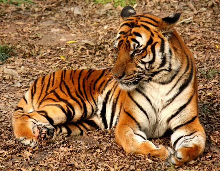 File:2012 Suedchinesischer Tiger.JPG