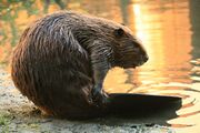 An image of a California golden beaver.