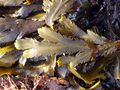 Stramenopila/藻类 - 褐藻纲