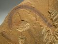 在澂江帽天山頁岩發掘出來的圓筒帽天山蟲（Maotianshania cylindrica，一種線形蟲）的化石，屬於寒武紀早期中段的生物。