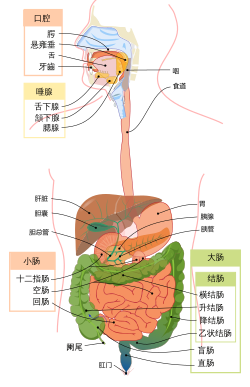 Digestive system diagram zh-hans.svg