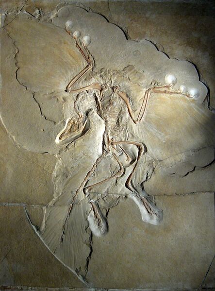 File:Archaeopteryx lithographica (Berlin specimen).jpg