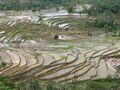 印尼：水稻梯田
