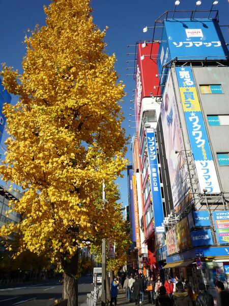 File:Ginkgo tree with yellow leaf at Akihabara, Tokyo-P1000750.JPG