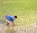在水田中耕种的孟加拉国农民