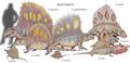 异齿龙属内各物种复原图，属于楔齿龙科