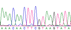 DNA sequence.png