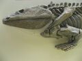 鱼石螈体长1.5米，早期四足类，其后肢上有7趾，发现于格陵兰东部地区
