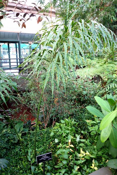 File:Cycas debaoensis - Brooklyn Botanic Garden - Brooklyn, NY - DSC07992.JPG