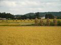 日本：成熟的稻子