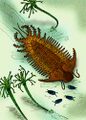 Terataspis，体型可达60厘米，属于裂肋虫目，是已知体型第三大的三叶虫，其型态相比其他大型三叶虫非常夸张