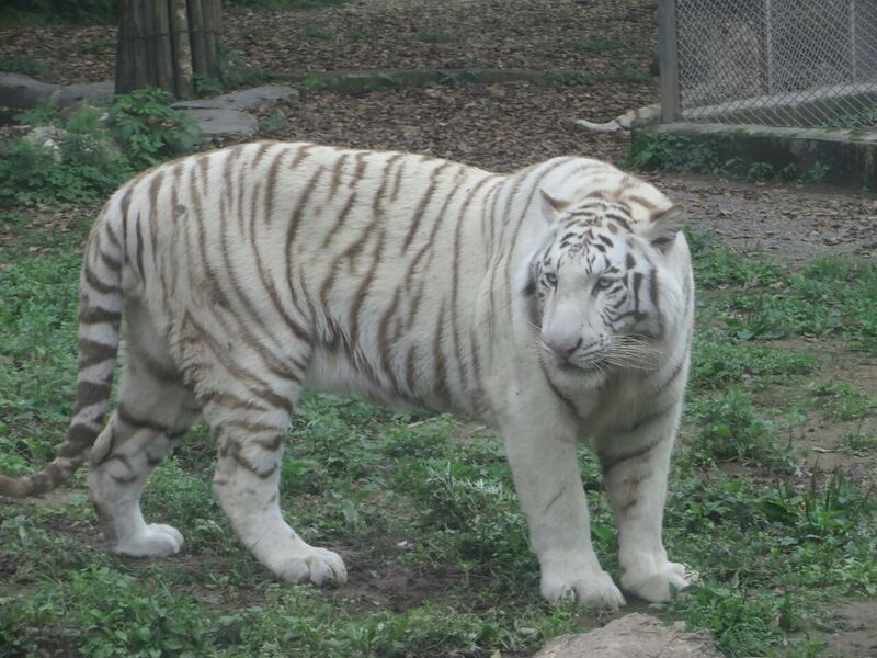 File:White tiger, Chongqing Zoo, China.JPG