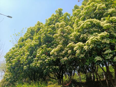 2022年4月，湖北武汉武珞路路边的石楠花树丛