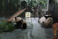 動物園裏的大熊貓