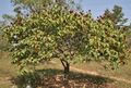印度海得拉巴的胭脂树.