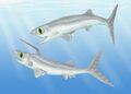 镰鳍鲨属复原图：下方（雄性）、上方（雌性）