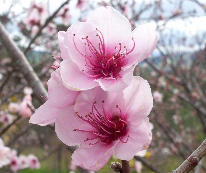 File:Peach flowers.jpg