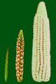 粟米的演化，左為大芻草的穎果