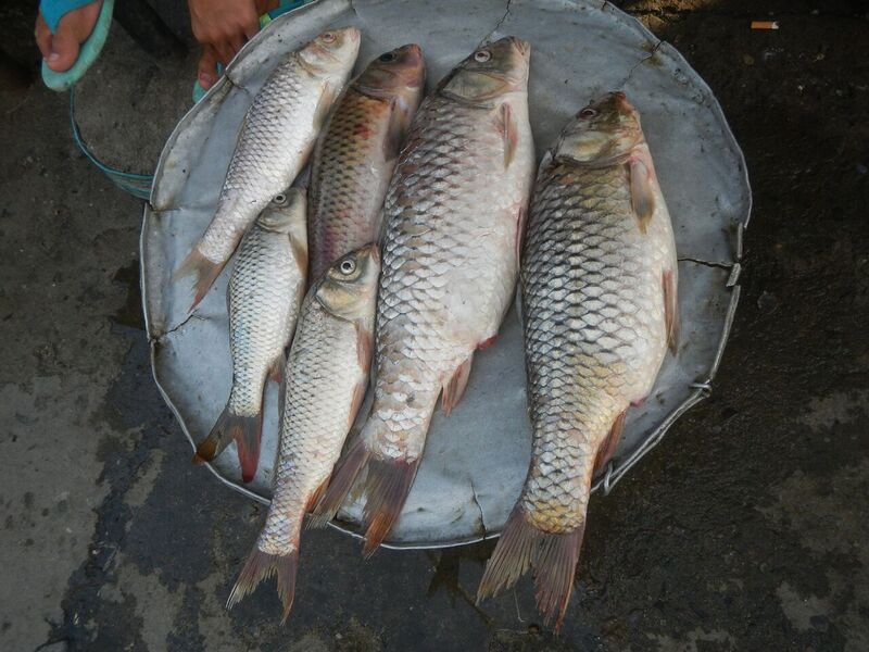 File:06654jfCandaba, Pampanga Market Fishes Foods Landmarksfvf 04.jpg